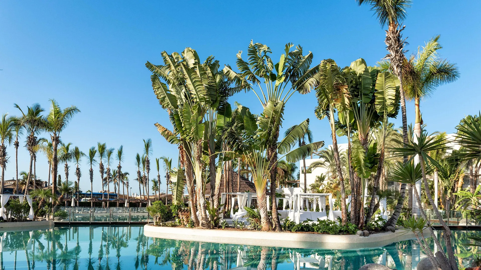 Tabaiba Princess Maspalomas